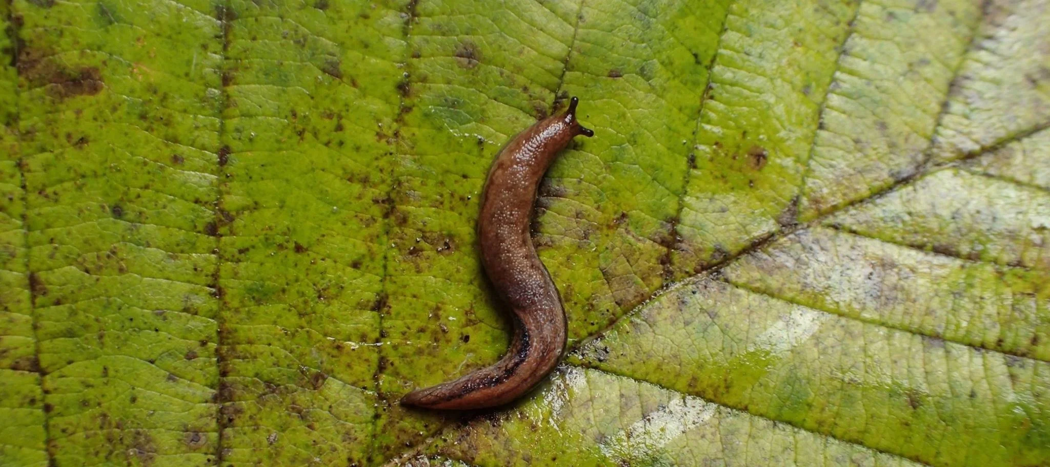 Close-up of a cute snail