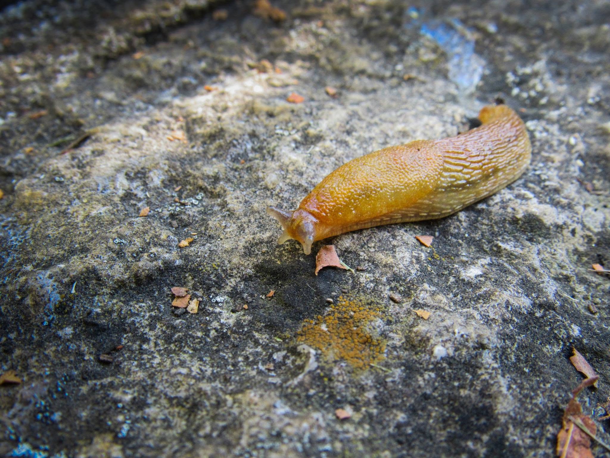 Arion slug