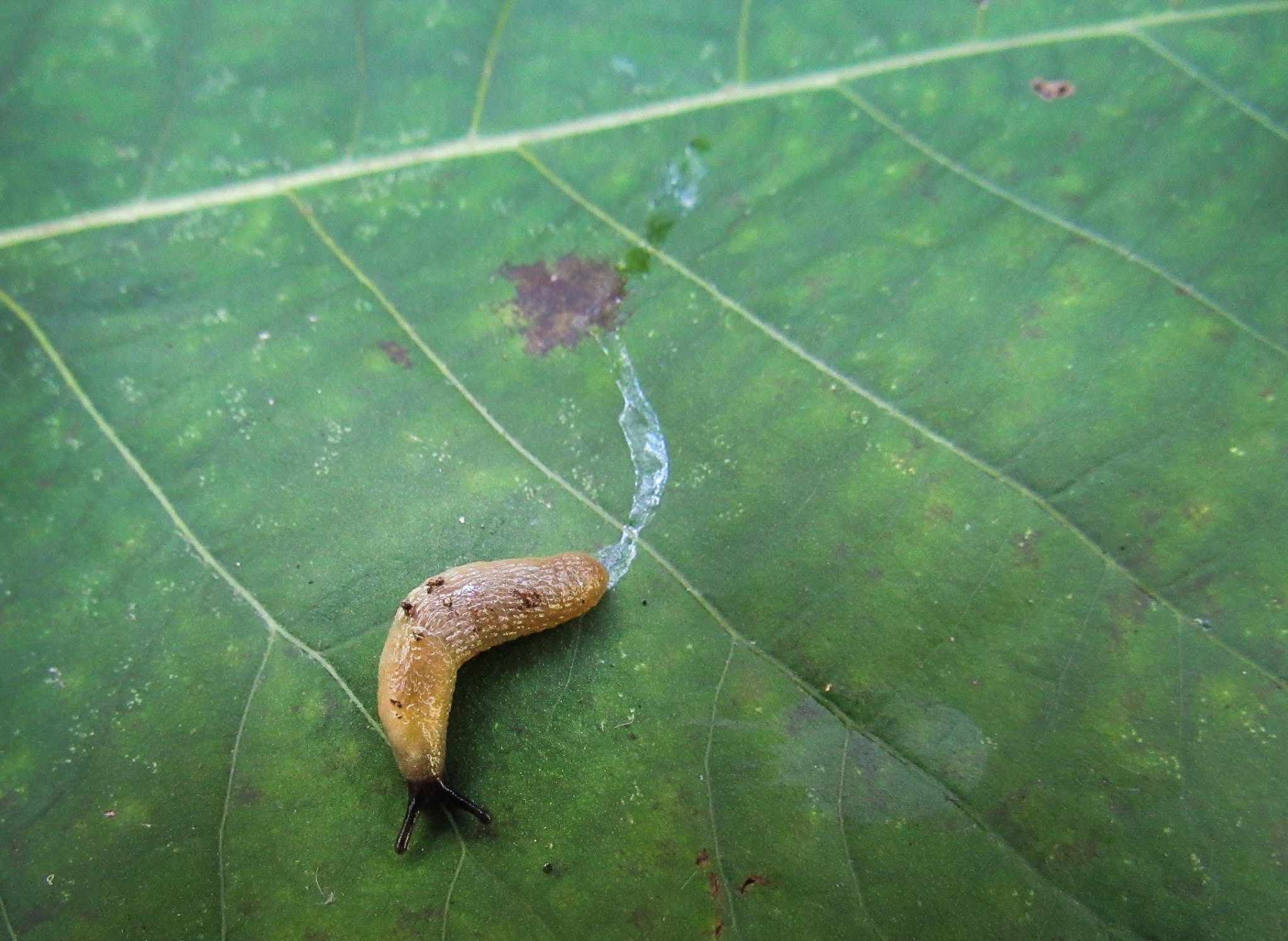 Arion slug