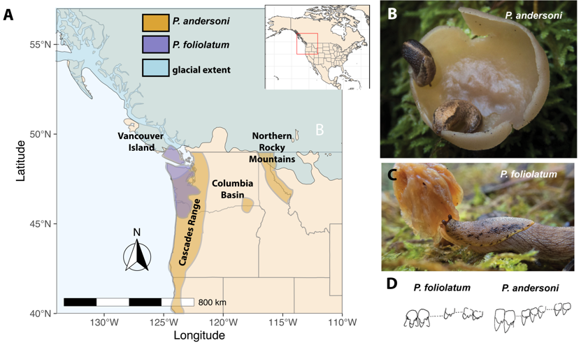 Prophysaon slug pictures and distribution.